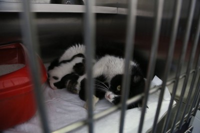 Kemerburgaz Sokak Hayvanları Kliniği Kemerburgaz Sokak Hayvanları Kliniği