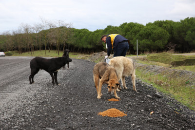Eyüpsultan Belediyesi'nden patili dostlar için yoğun eylül mesaisi