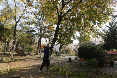Eyüpsultan Genelinde Ağaç Budama Çalışmaları Tüm Hızıyla Sürüyor