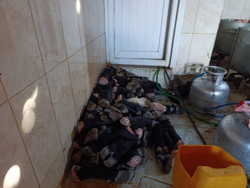 Eyüpsultan'da Ruhsatsız Hayvan Ayağı İşleme Tesisi Mühürlendi