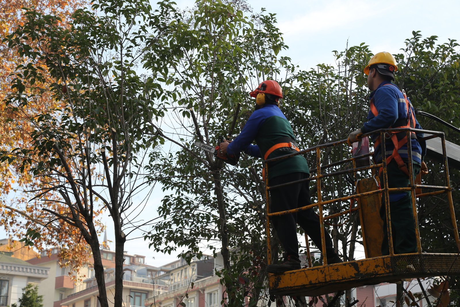 Eyüpsultan Genelinde Ağaç Budama Çalışmaları Tüm Hızıyla Sürüyor