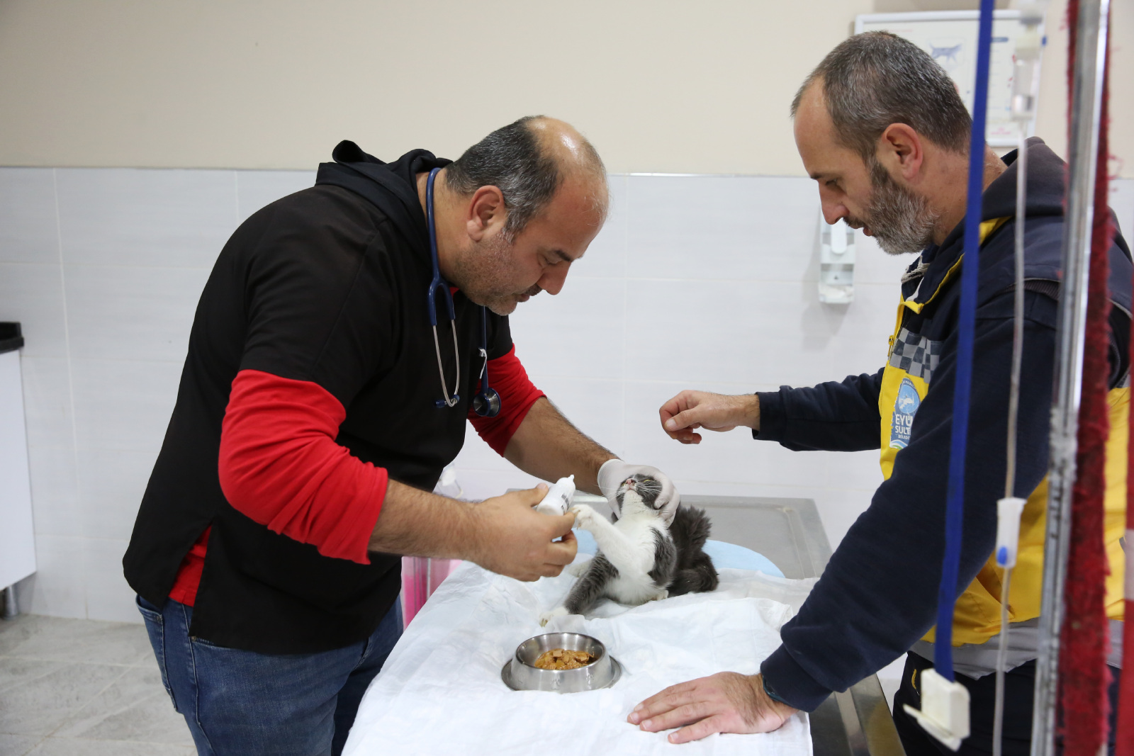 Haziran ayında 963 can dost tedavi edildi, 17'si yeni yuvasına kavuştu Haziran ayında 963 can dost tedavi edildi, 17'si yeni yuvasına kavuştu
